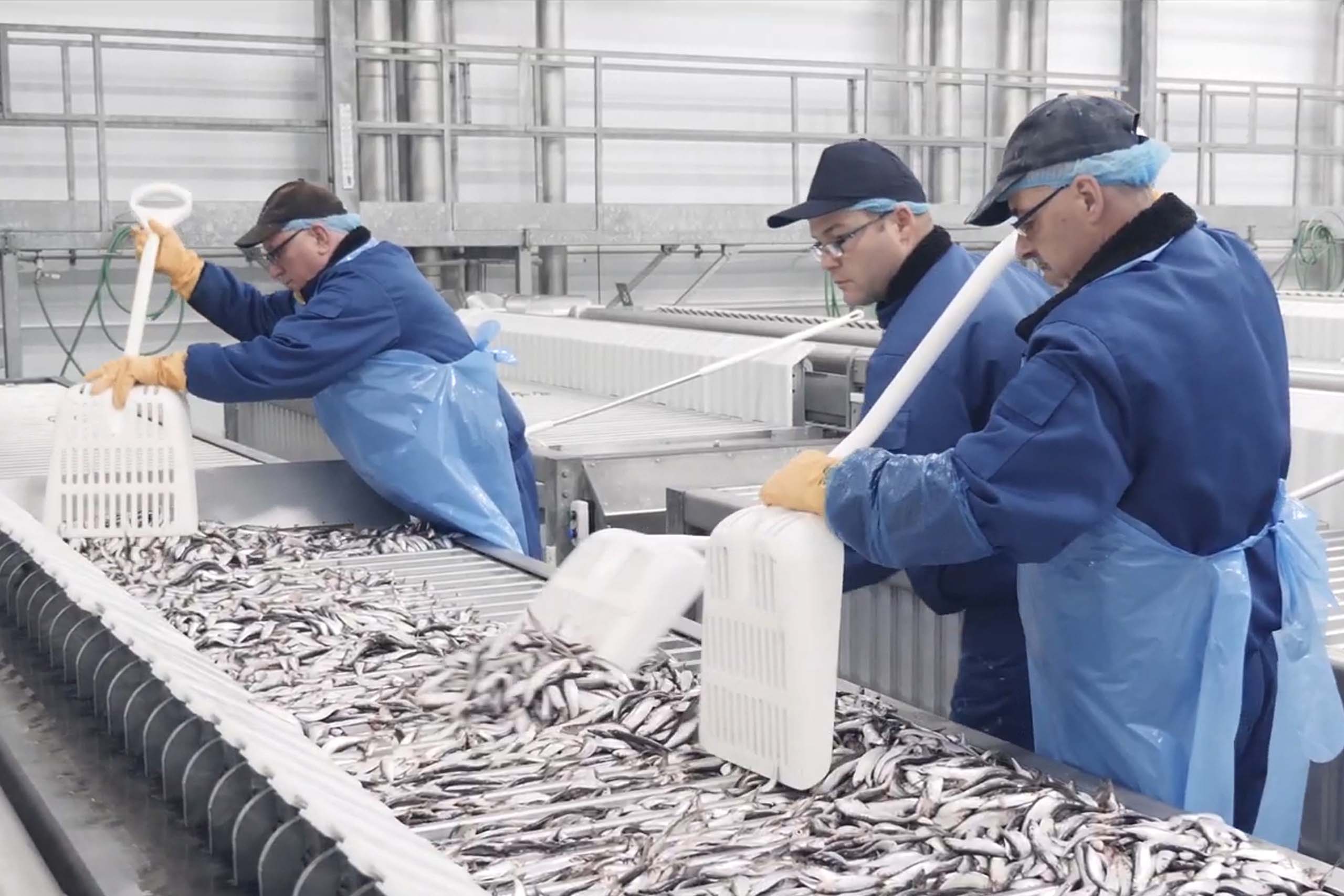 Plattengefrierlösungen für Fisch und Meeresfrüchte