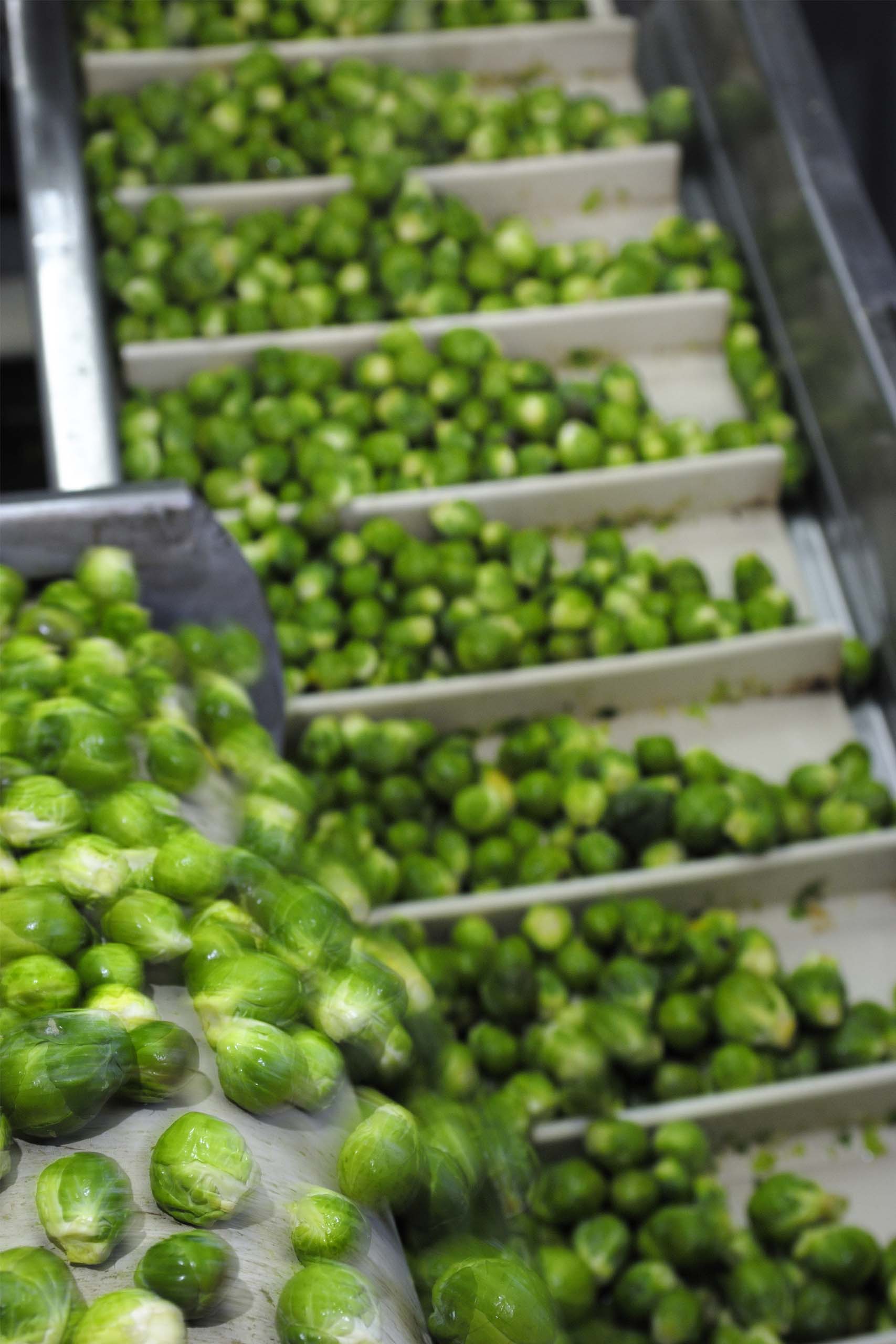 Mechanisches Einfrieren von Kohl