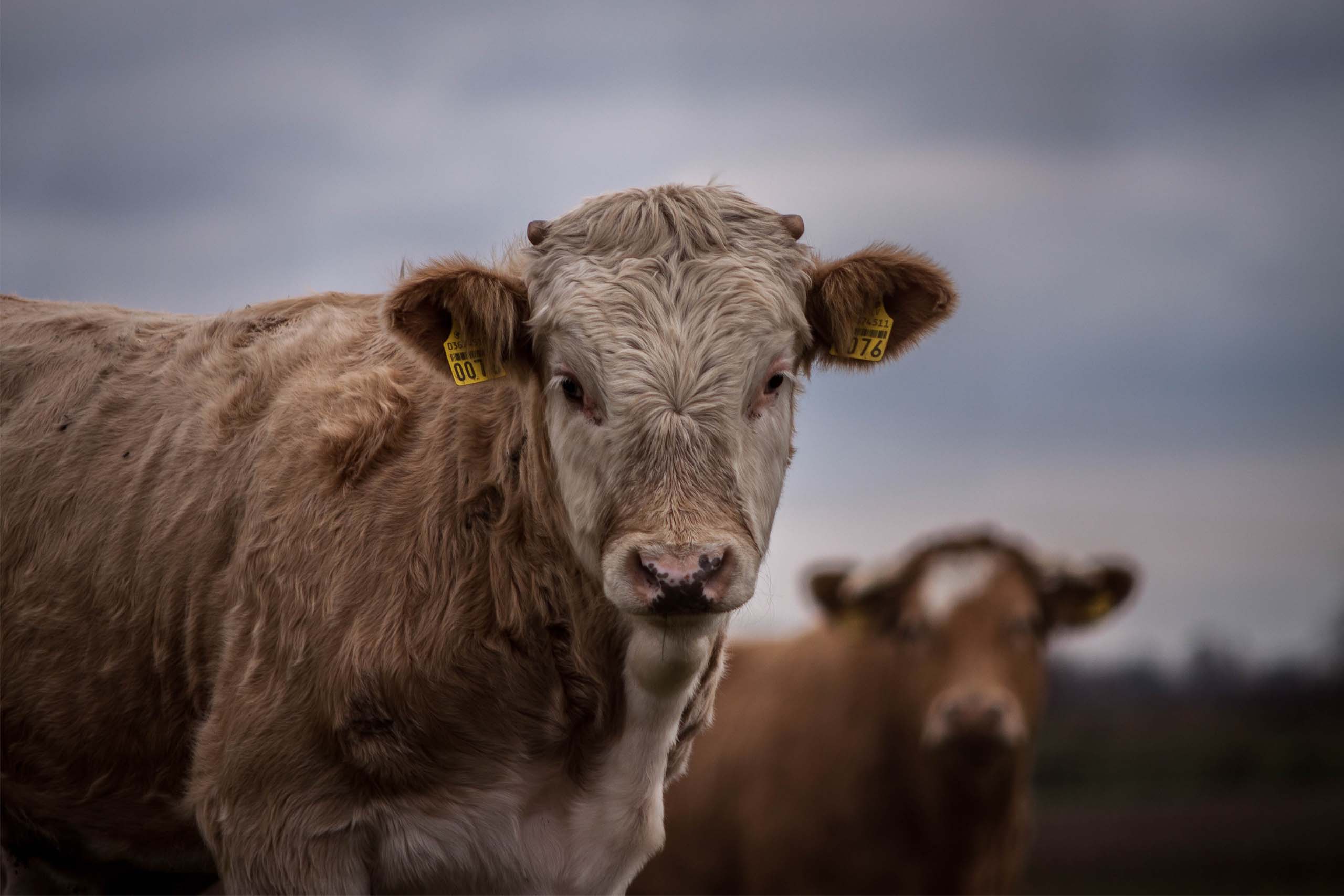 Verbesserte Lebensmittelsicherheit  von der Produktion bis auf den Teller
