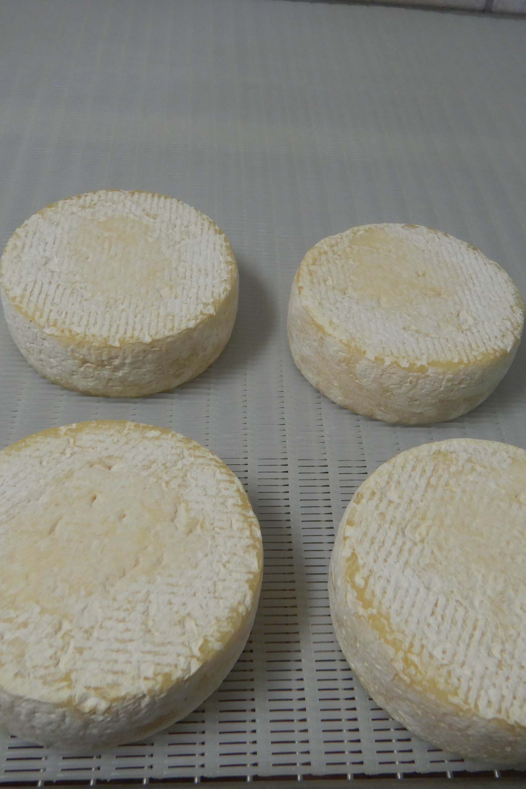 IQF-Gefrieren von Käse und Milchprodukten