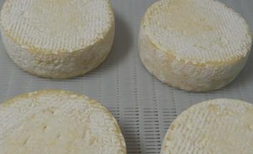 IQF-Gefrieren von Käse und Milchprodukten
