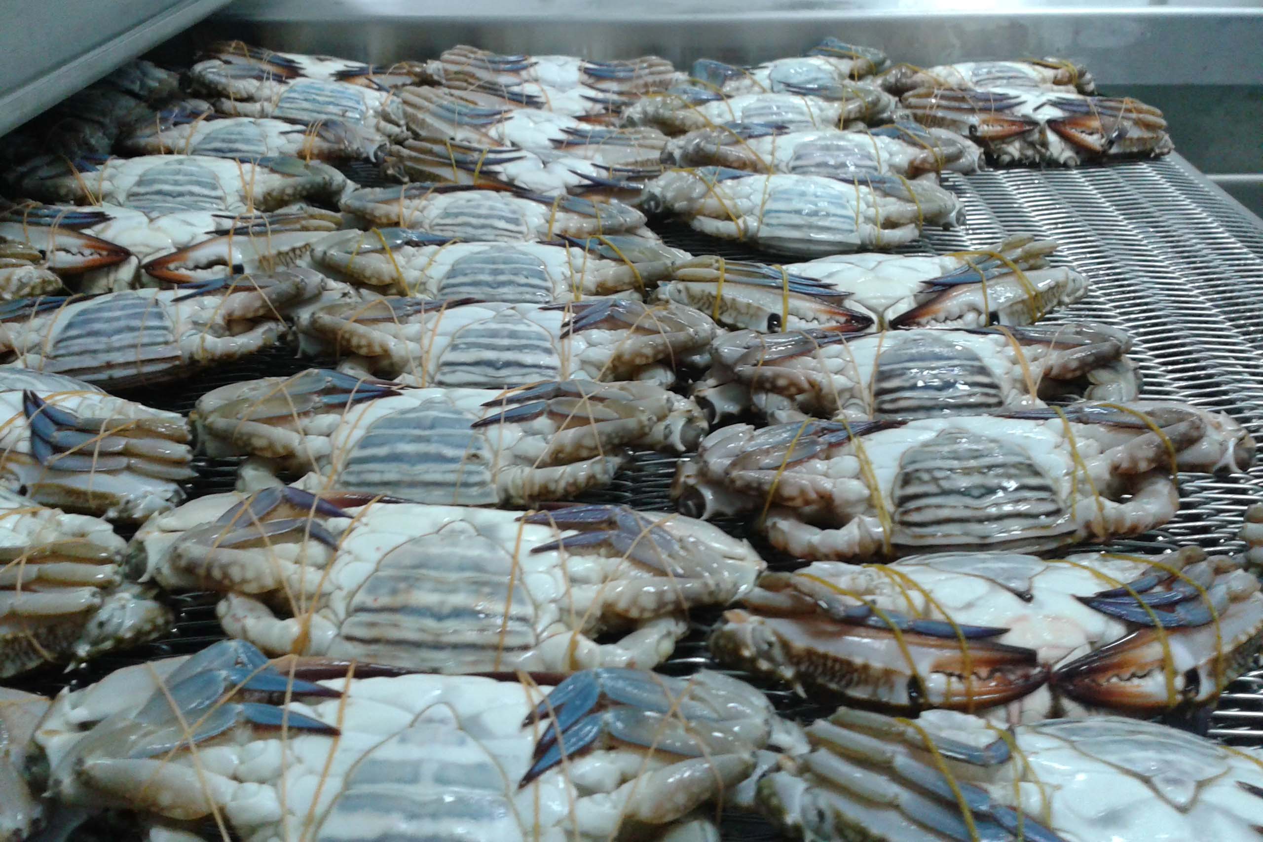 Kryogenes Einfrieren von Krabben