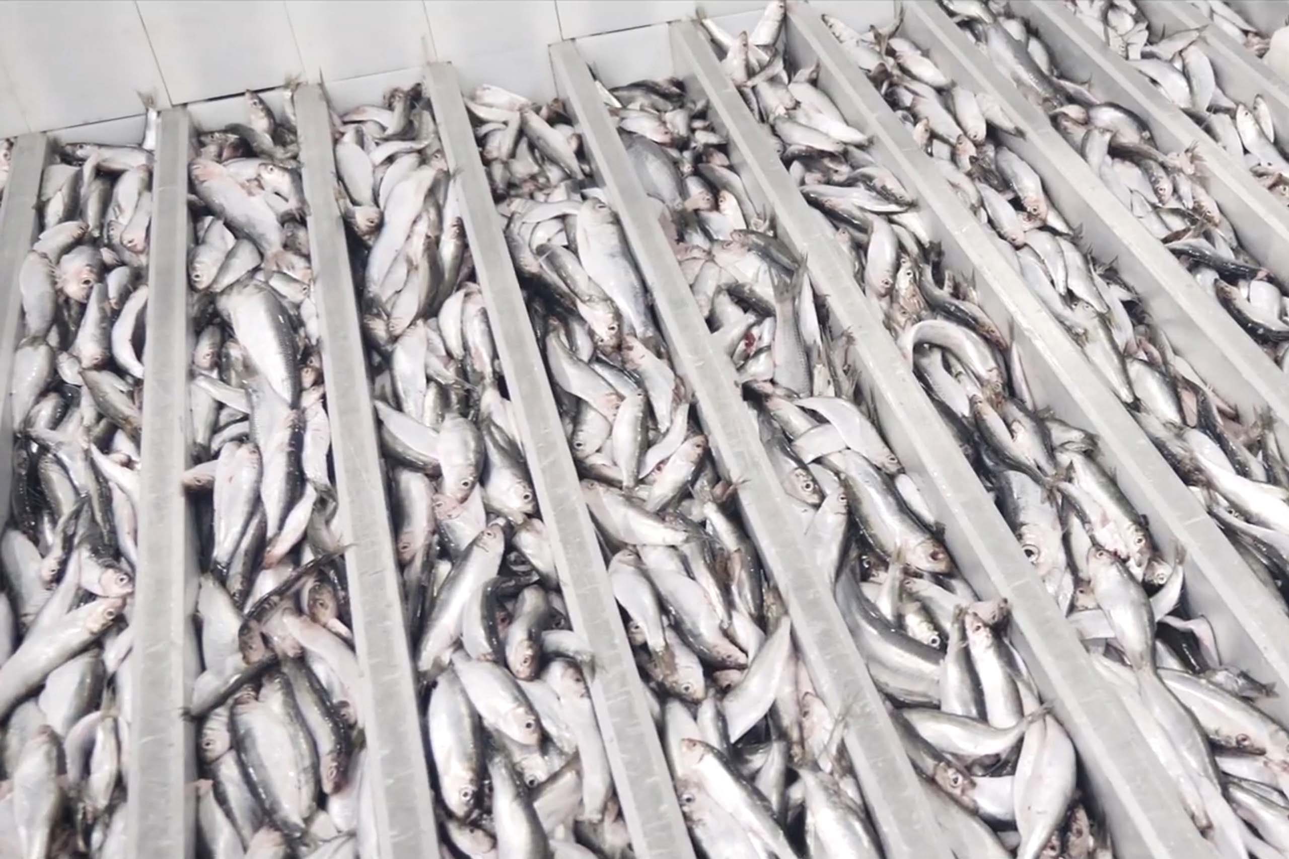 Vertikale Plattenfroster