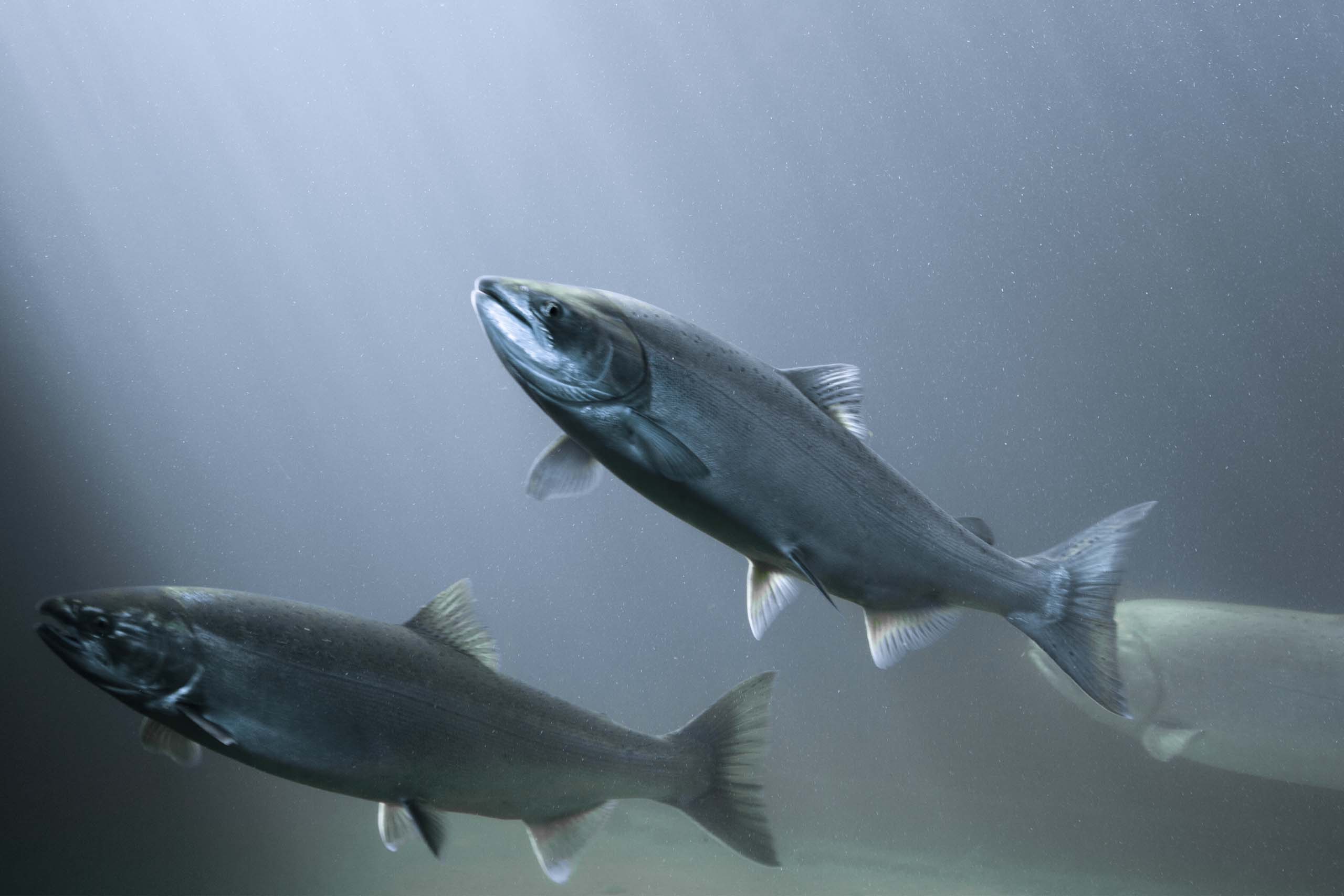 Nachhaltige Lösungen vom Meer auf den Tisch