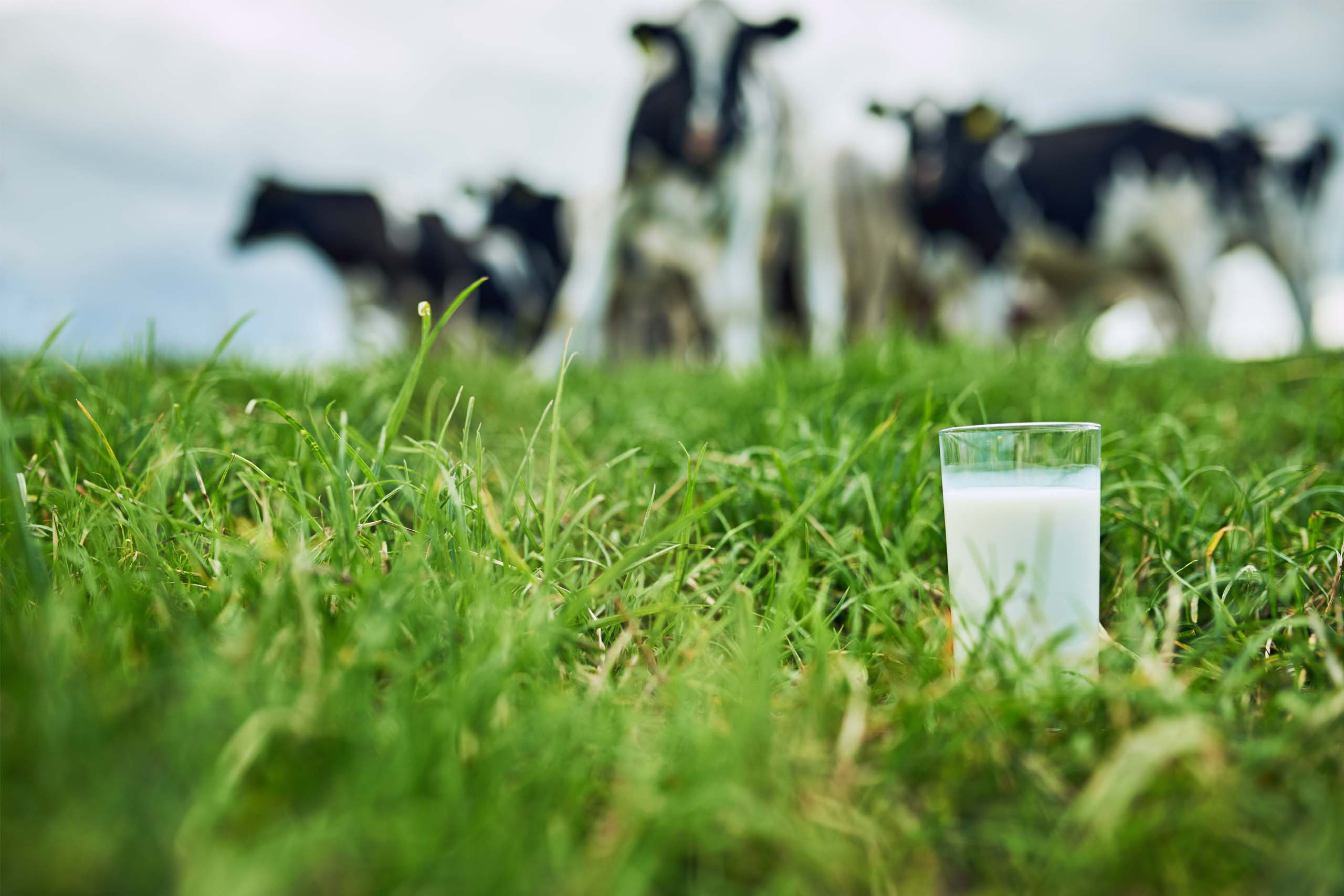 Verbesserte Lebensmittelsicherheit von der Molkerei bis zum Feinkostgeschäft